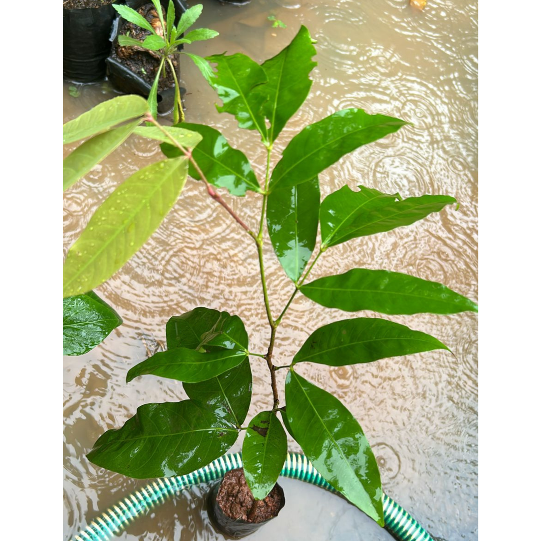 Asoka Tree (Saraca indica) Live Plant