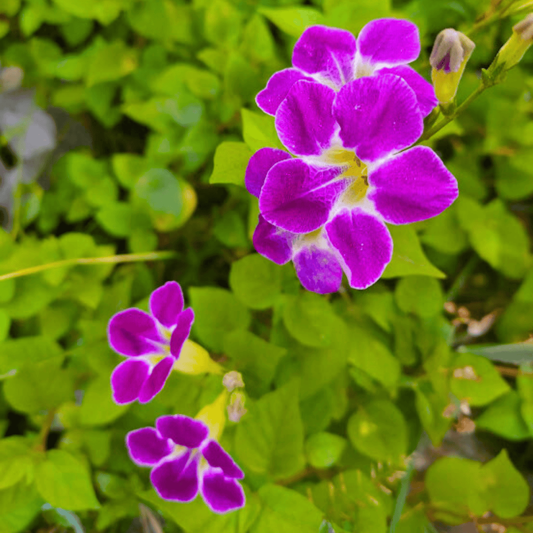 Asystasia (Asystasia gangetica) Flowering Live Plant