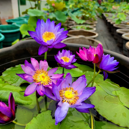 Australian Colour Changing Water Lily (Atrans x Gigantea)