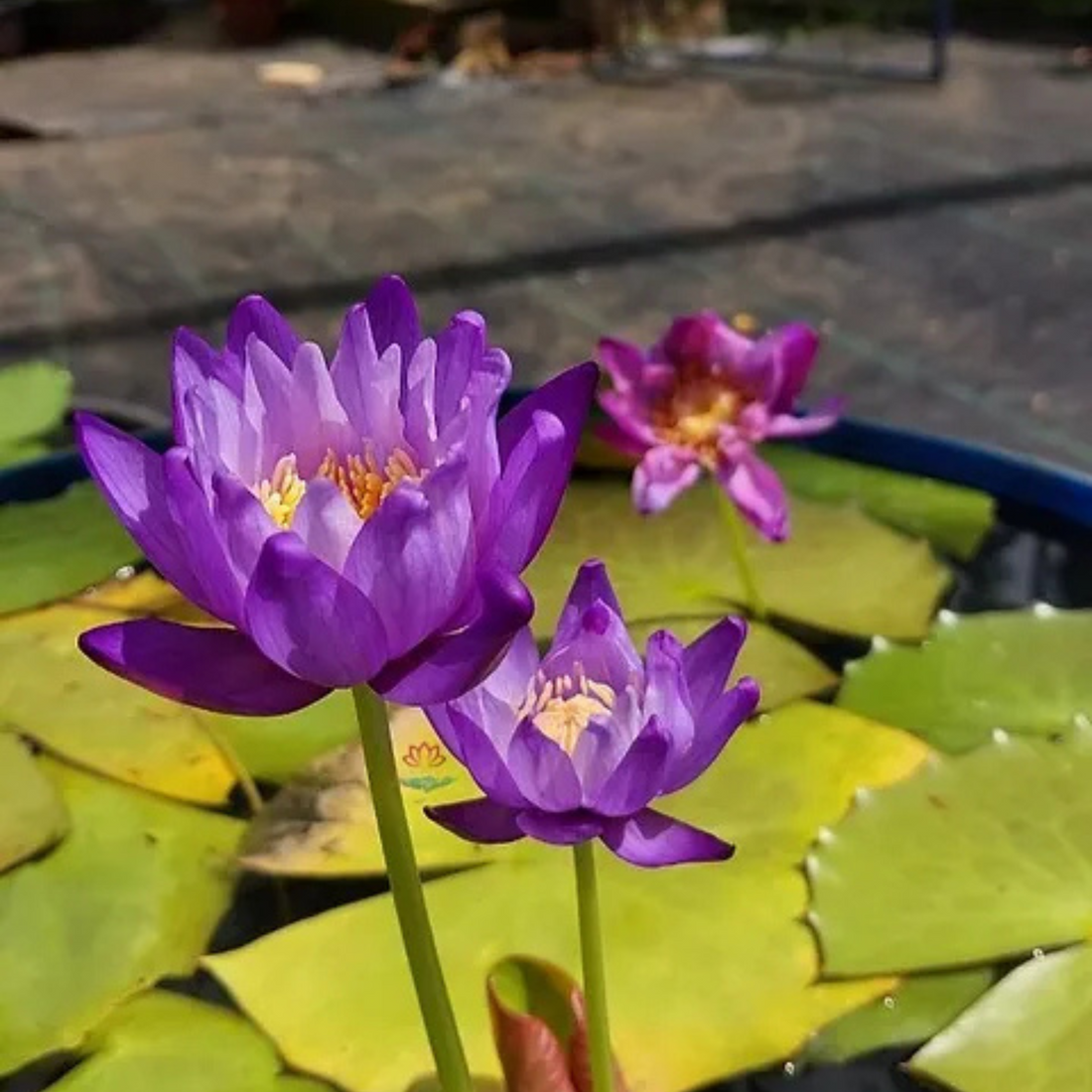 Australian Colour Changing Water Lily (Atrans x Gigantea)