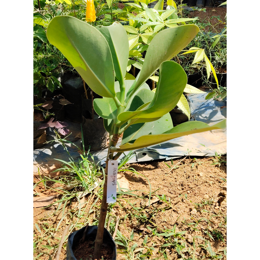 Autograph (Clusia rosea) Flowering Live Plant