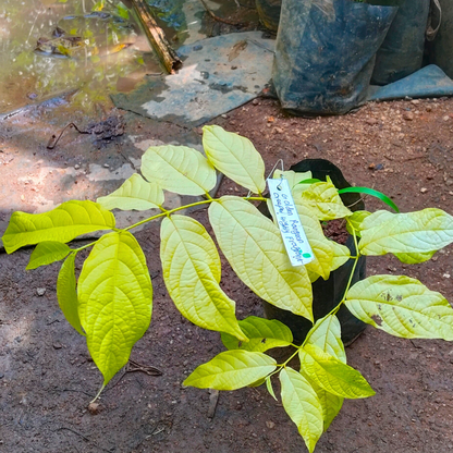 Golden Rangoon Creeper Highly Fragrant Rare Layered Live Plant