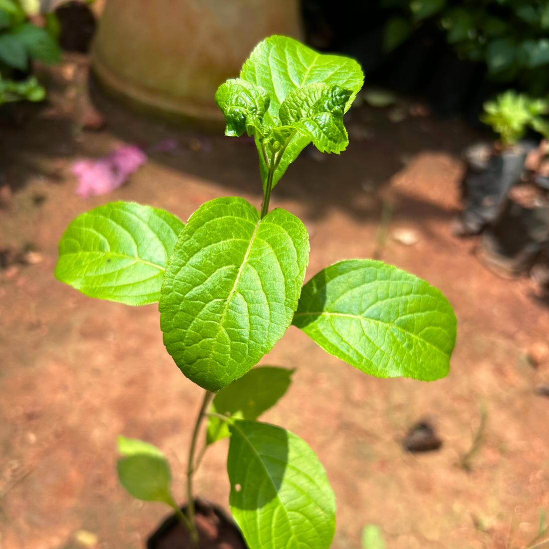 Ayamothaka Tulsi (Holy Basil) Medicinal Live Plant