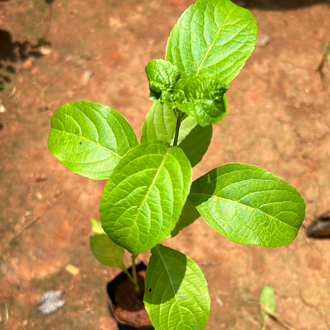 Ayamothaka Tulsi (Holy Basil) Medicinal Live Plant