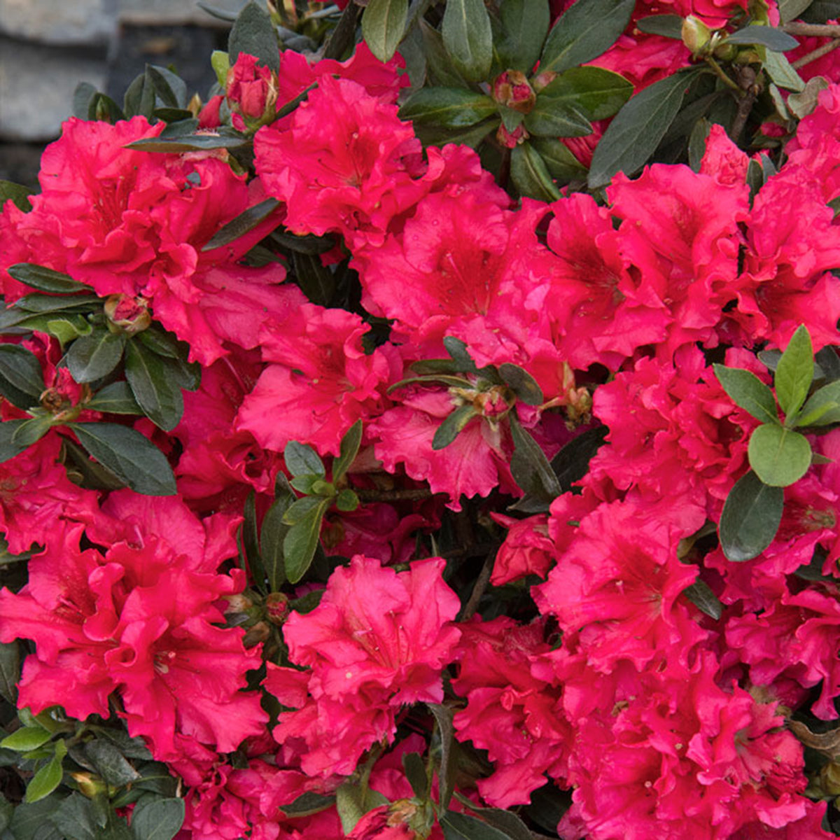 Red Azalea Ruffle (Rhododendron simsii) Rare Flowering Live Plant