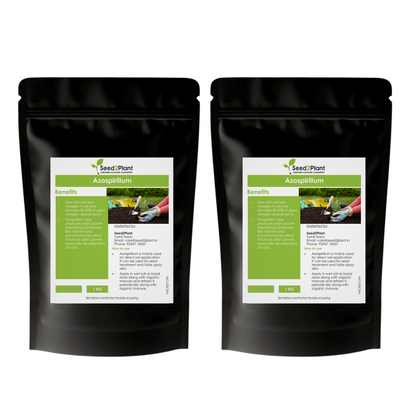 Azospirillum Nitrogen Fixing Biofertilizer