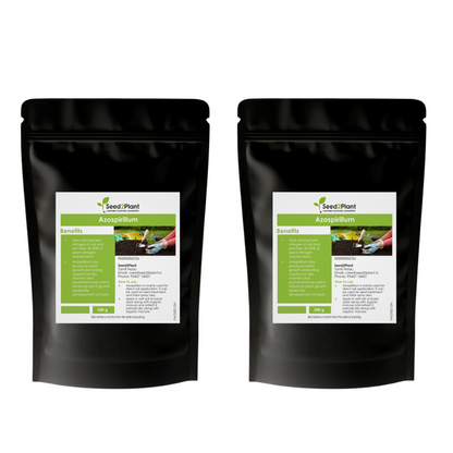 Azospirillum Nitrogen Fixing Biofertilizer