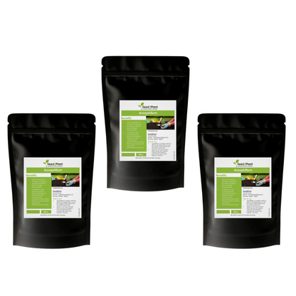 Azospirillum Nitrogen Fixing Biofertilizer