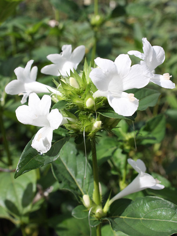 December Flower (Spatika) - White Flowering Live Plant