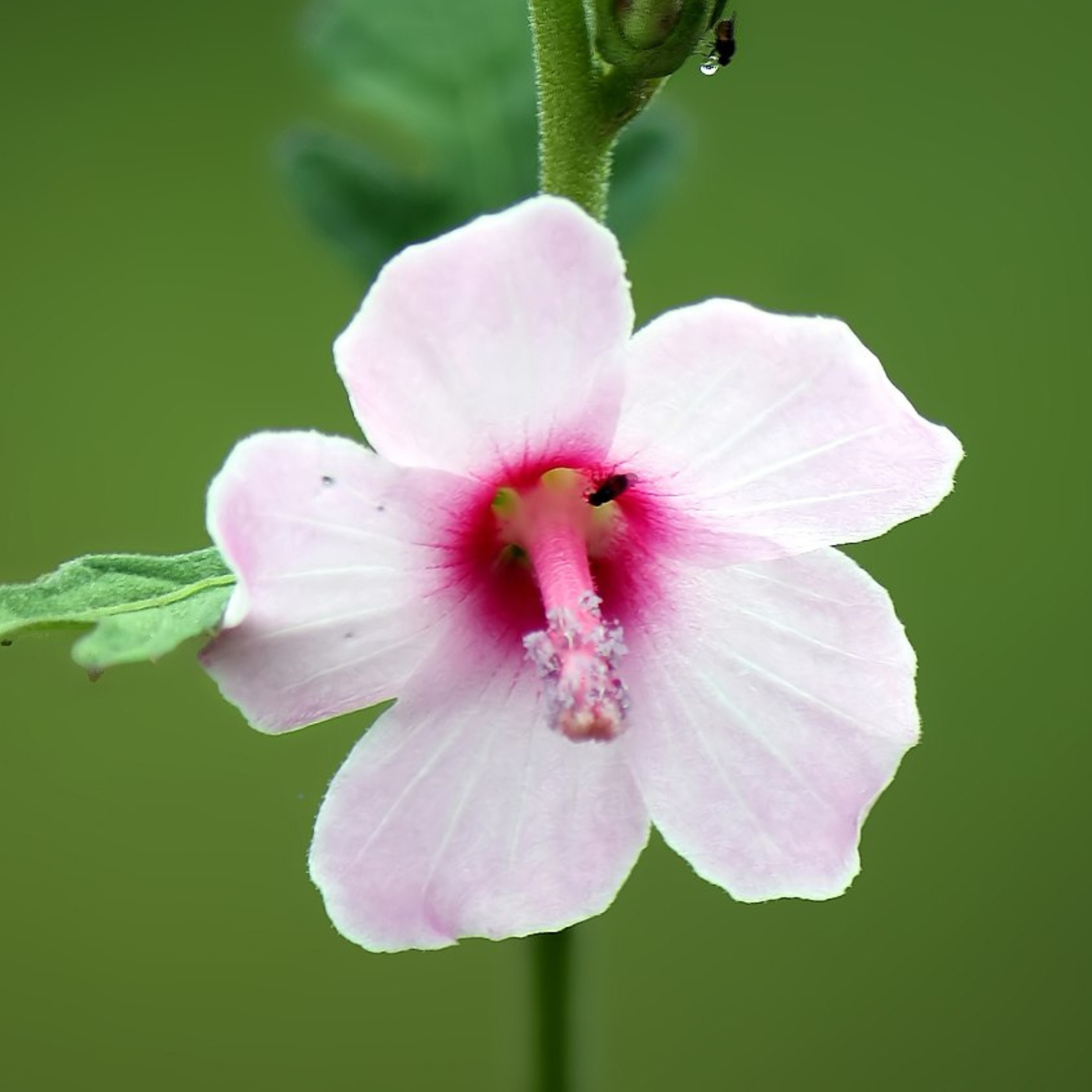 Baby Pink Miniature Hibiscus Rare All Time Flowering Live Plant