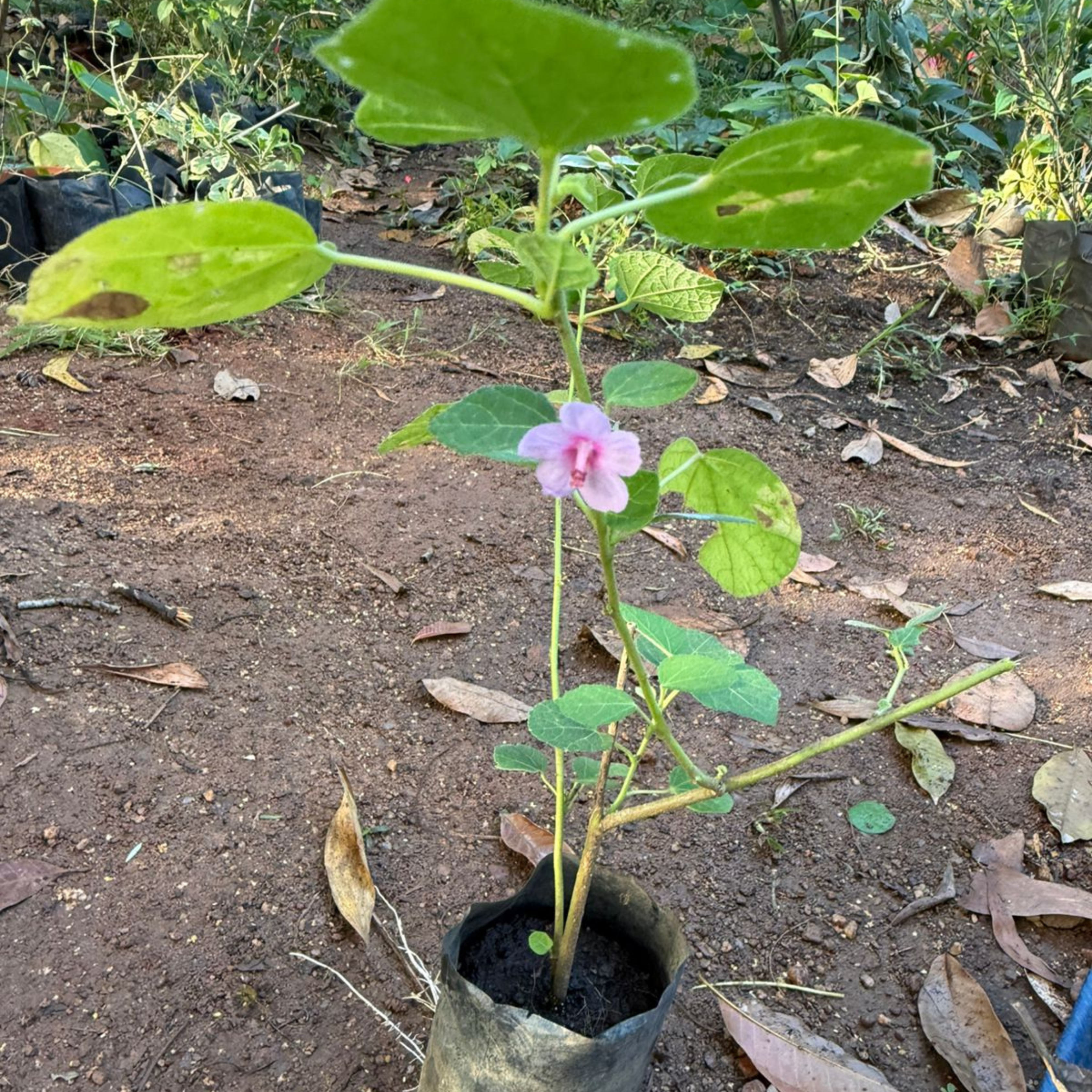 Baby Pink Miniature Hibiscus Rare All Time Flowering Live Plant