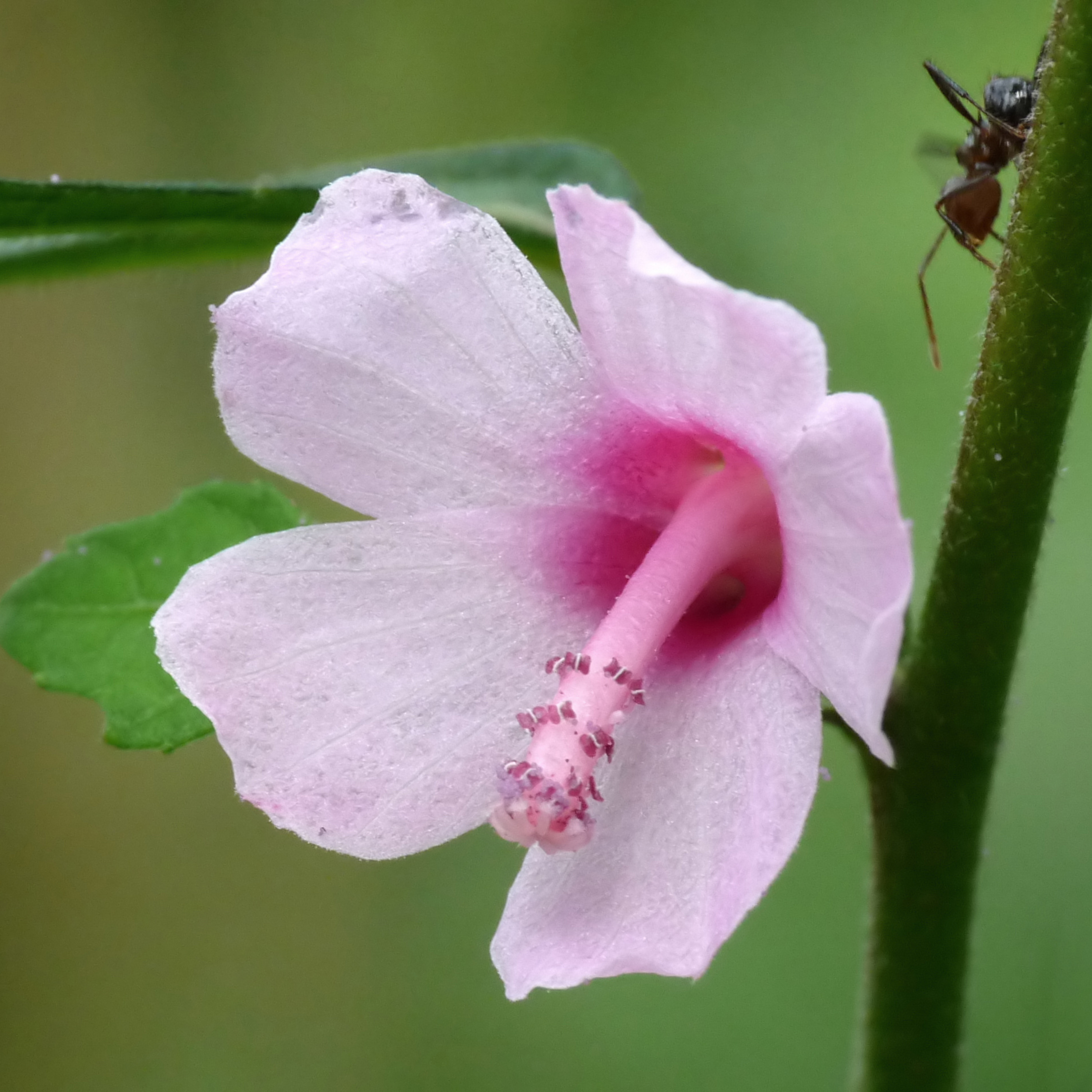 Baby Pink Miniature Hibiscus Rare All Time Flowering Live Plant