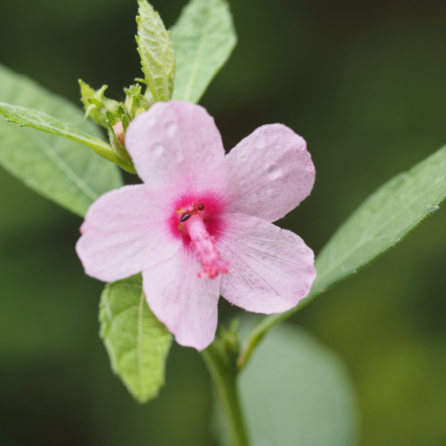 Baby Pink Miniature Hibiscus Rare All Time Flowering Live Plant