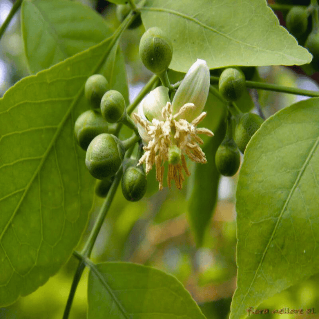 Bael/Vilvam (Aegle marmelos) Fruit Live Plant