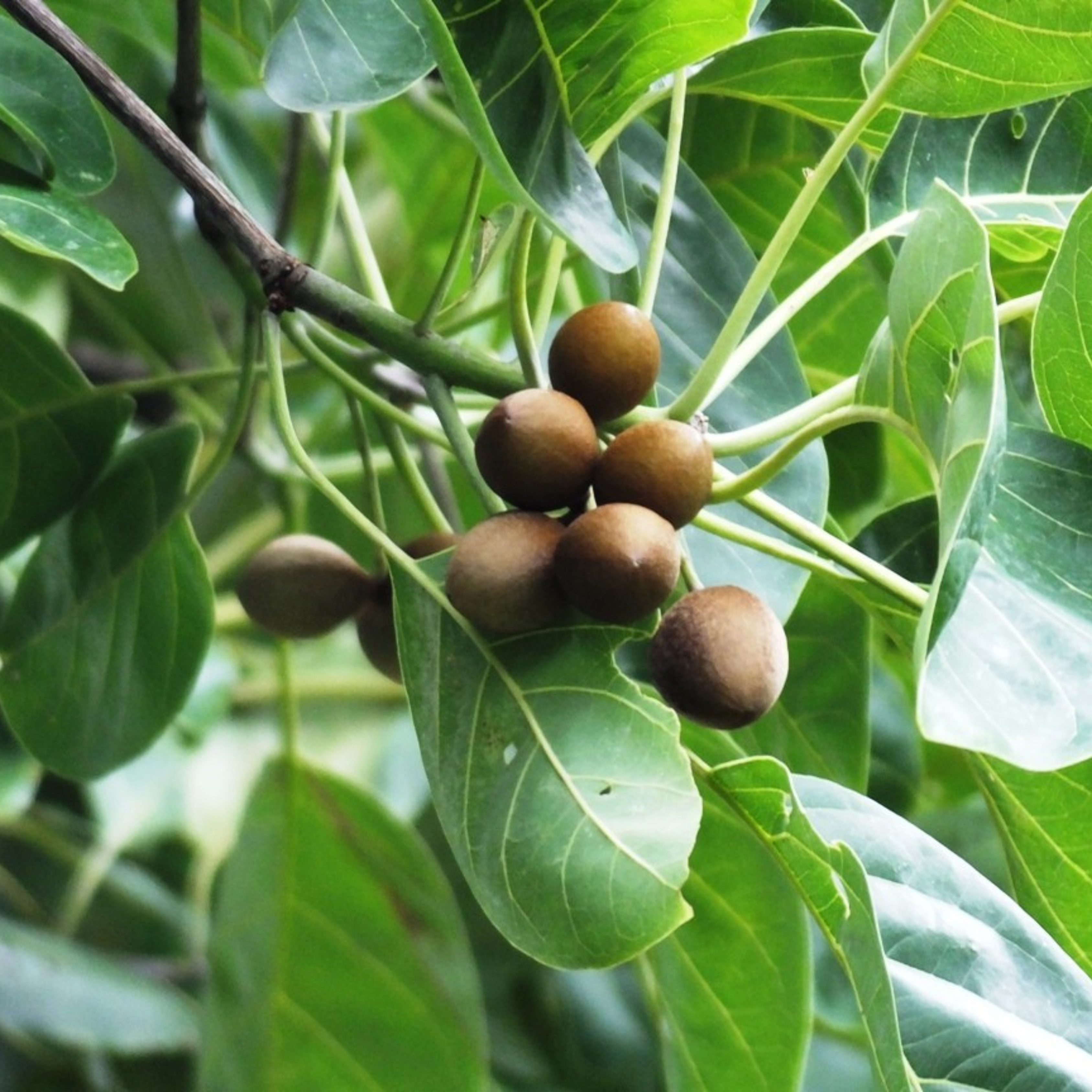 Bahera / Beach Almond (Terminalia bellirica) Medicinal Live Plant