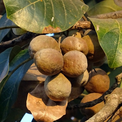 Bahera / Beach Almond (Terminalia bellirica) Medicinal Live Plant