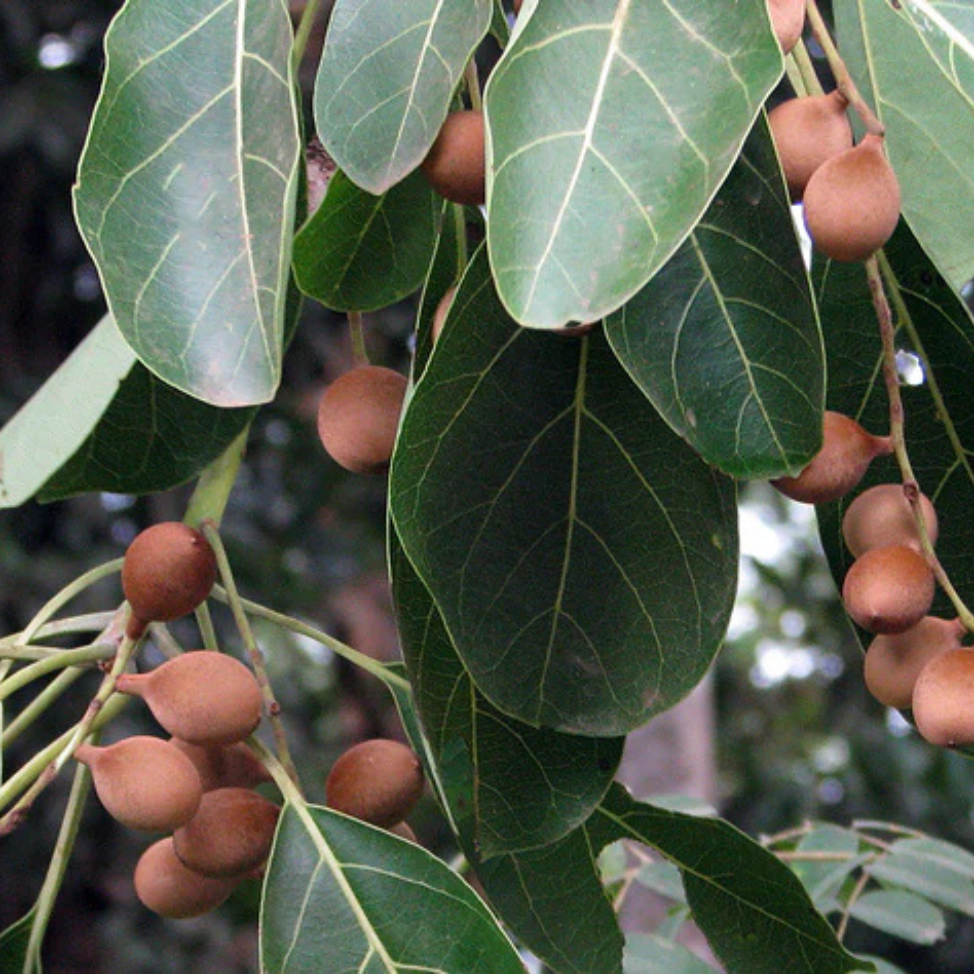 Bahera / Beach Almond (Terminalia bellirica) Medicinal Live Plant