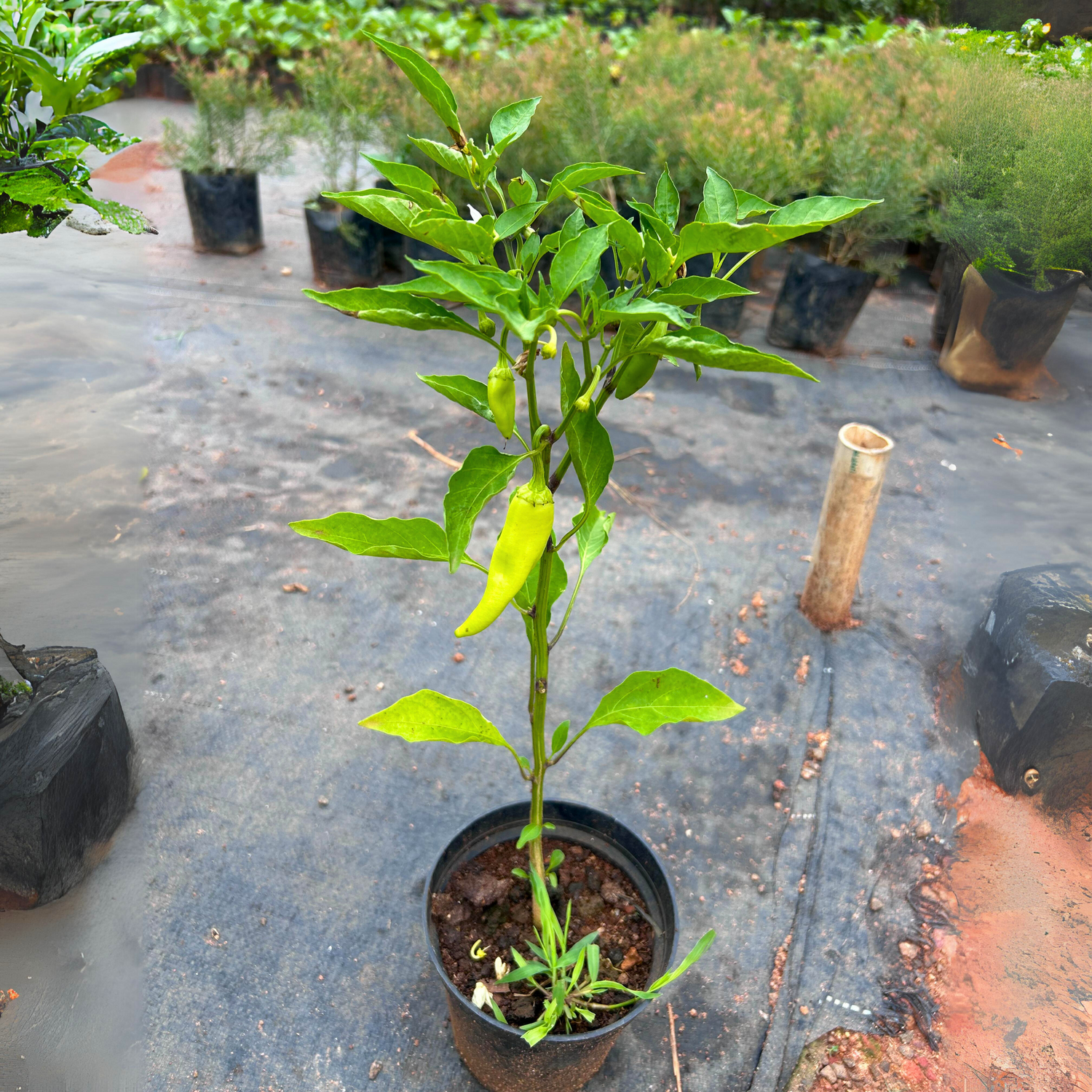 Bajji Chilli (Capsicum frutecens) Live Plant with Pot