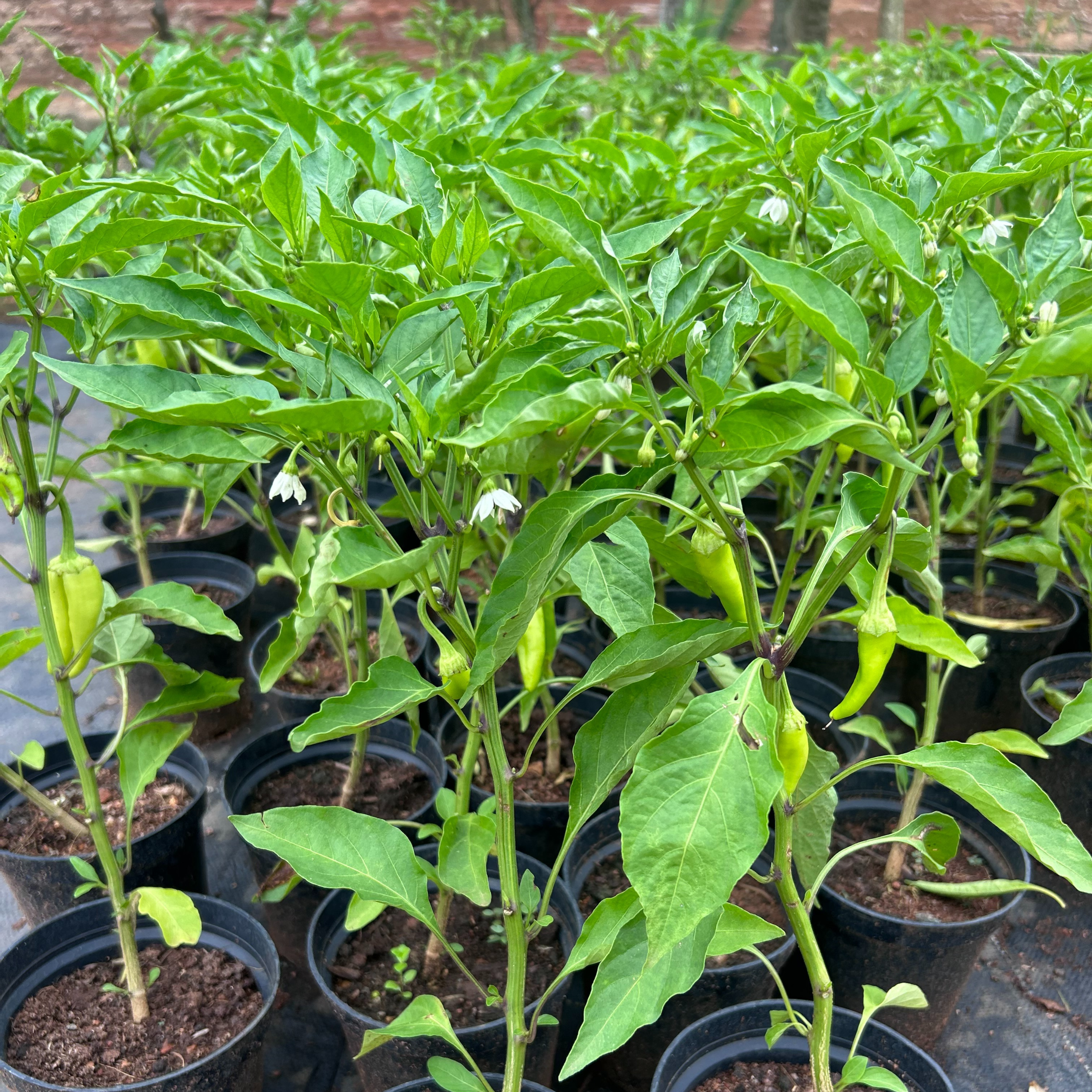 Bajji Chilli (Capsicum frutecens) Live Plant with Pot