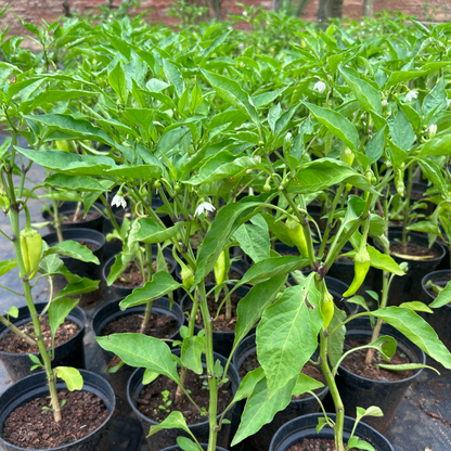 Bajji Chilli (Capsicum frutecens) Live Plant with Pot