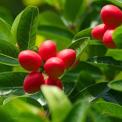 Bakery Cherry / Karonda (Carissa Carandas) Fruit Live Plant