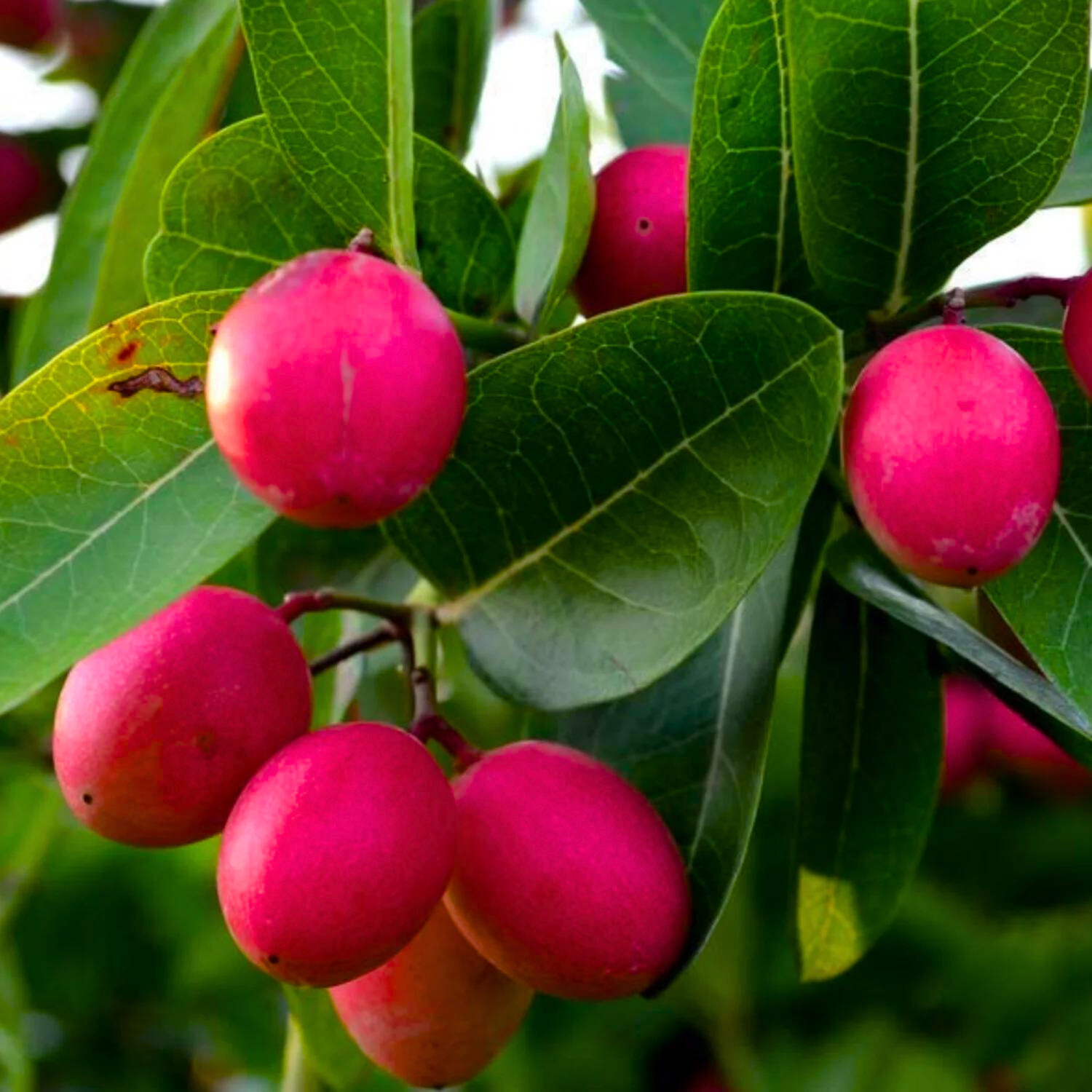 Bakery Cherry / Karonda (Carissa Carandas) Fruit Live Plant