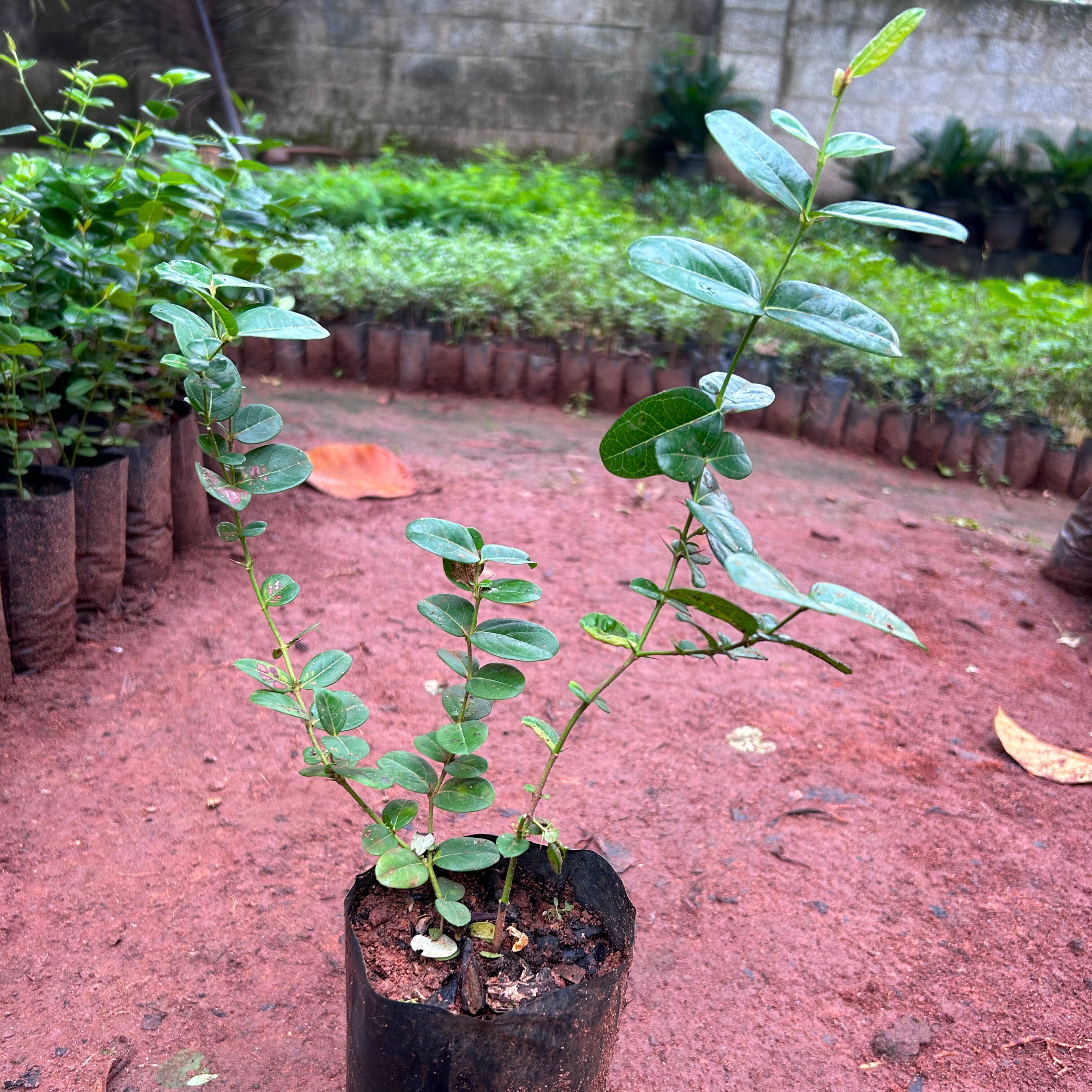 Bakery Cherry / Karonda (Carissa Carandas) Fruit Live Plant