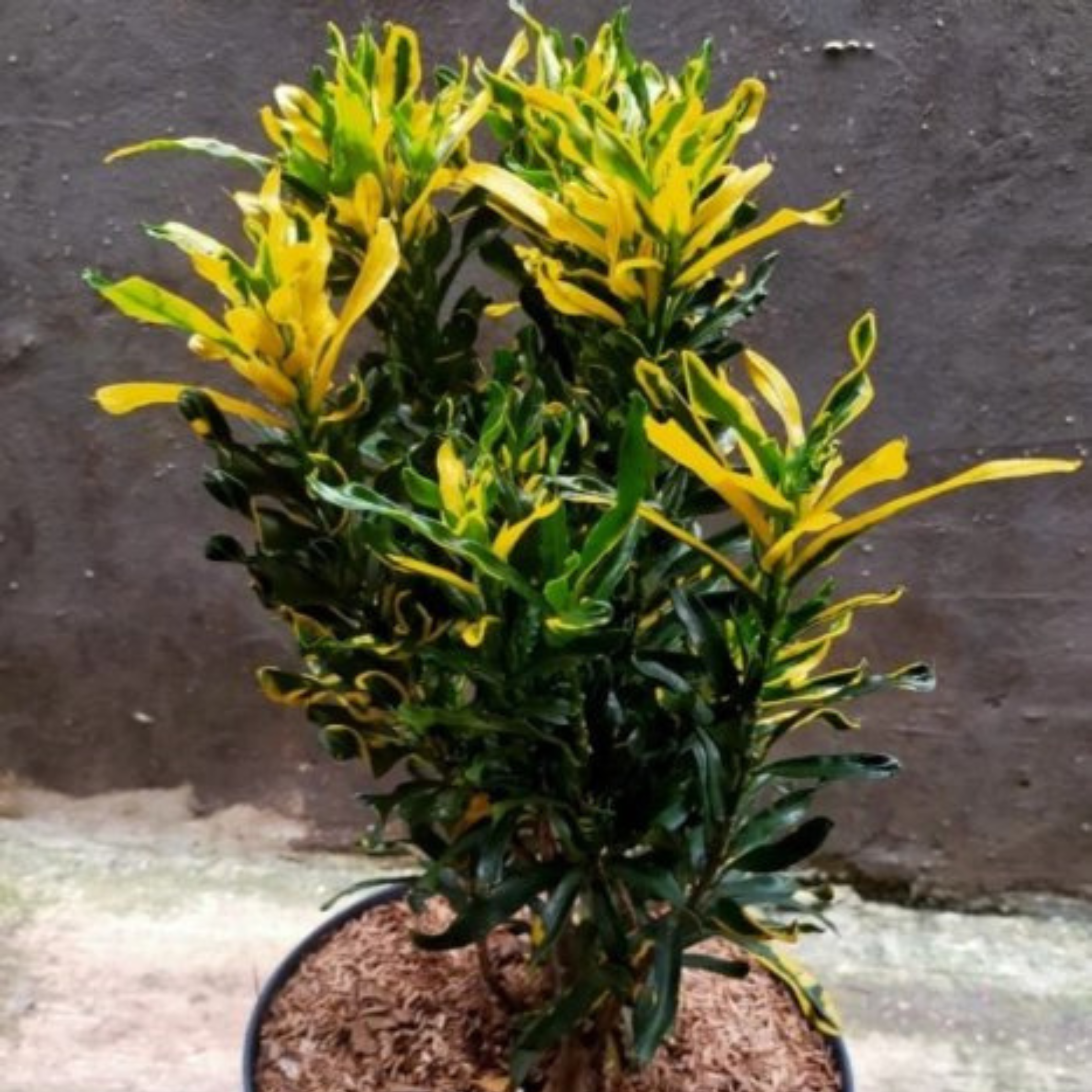Banana Croton (Codiaeum variegatum) Indoor / Outdoor Live Plant