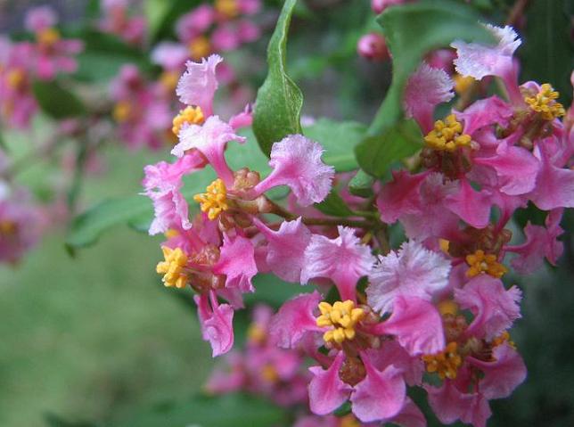 Malpighia Glabra Pink Flowering Live Plant