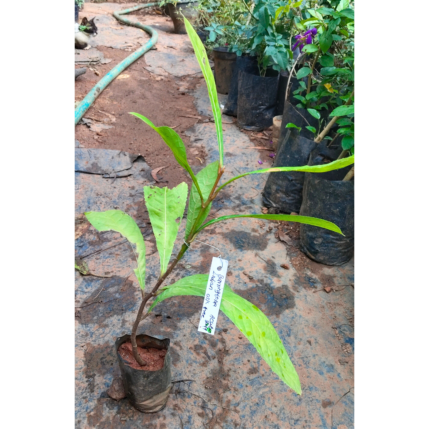 Barringtonia Acutangula Indian Oak Tree (Red Flower) Plant