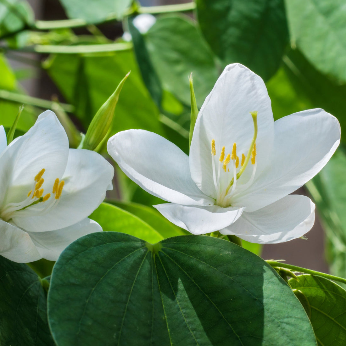 Mandaram White (Bauhinia variegata) Flowering Live Plant