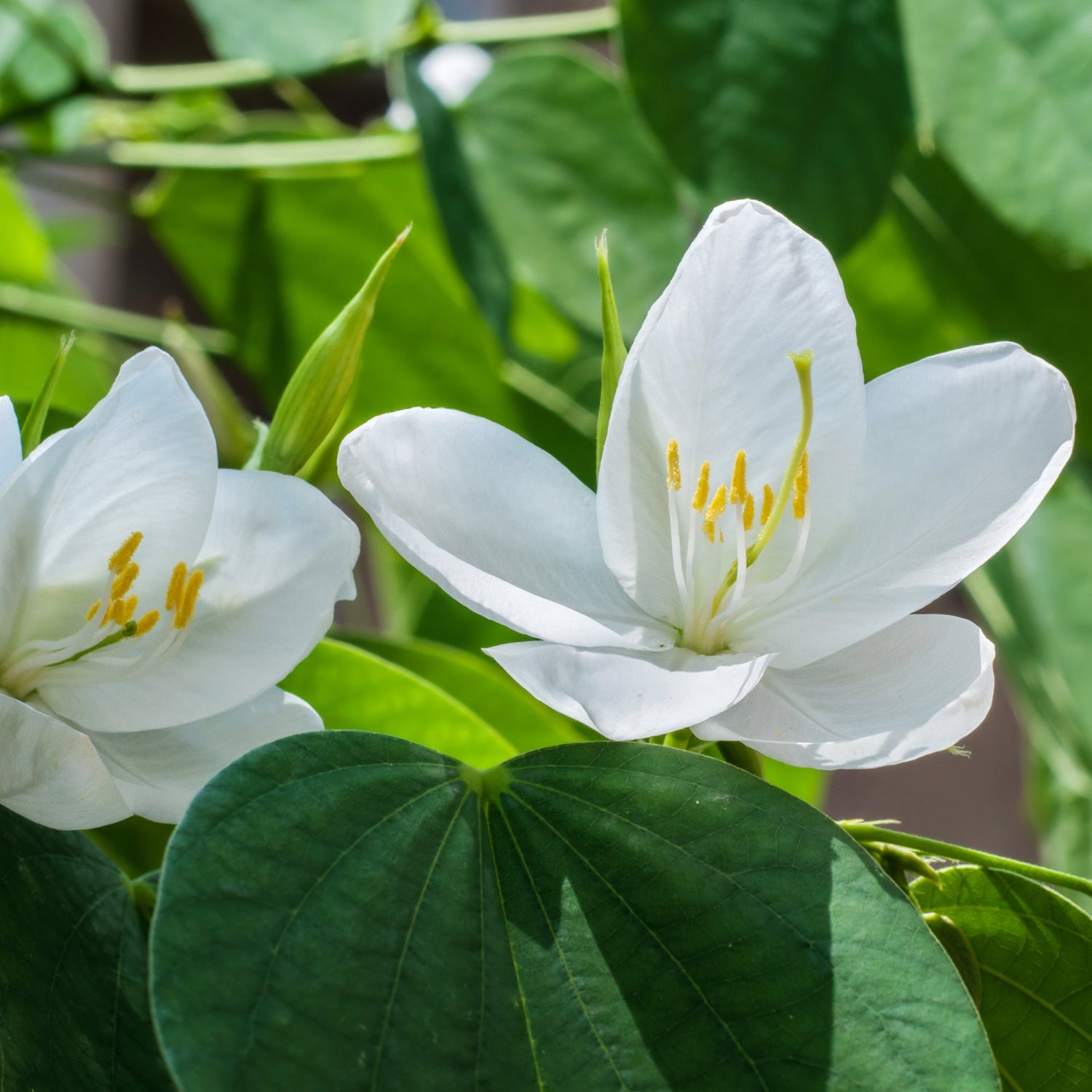 Mandaram White (Bauhinia variegata) Flowering Live Plant