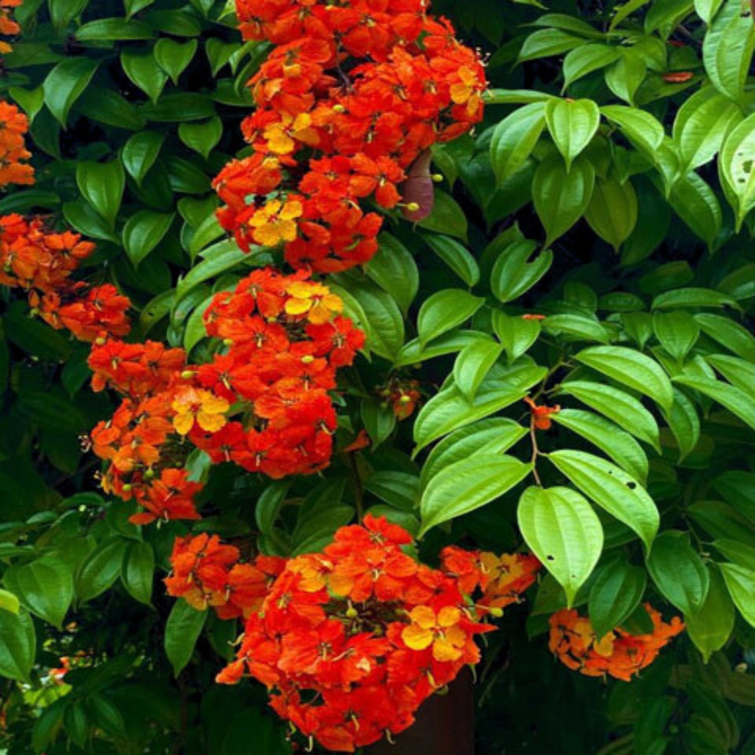 Western Red Trailing Vine (Bauhinia coccinea) Rare Flowering Live Plant ...