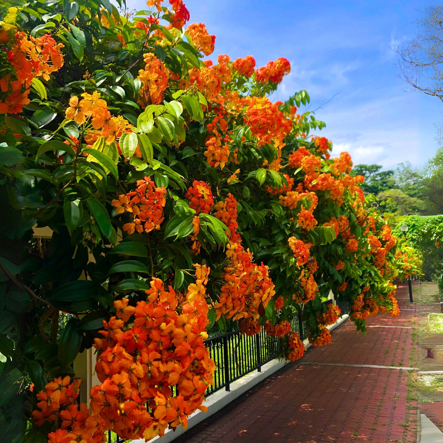 Western Red Trailing Vine (Bauhinia coccinea) Live Plant