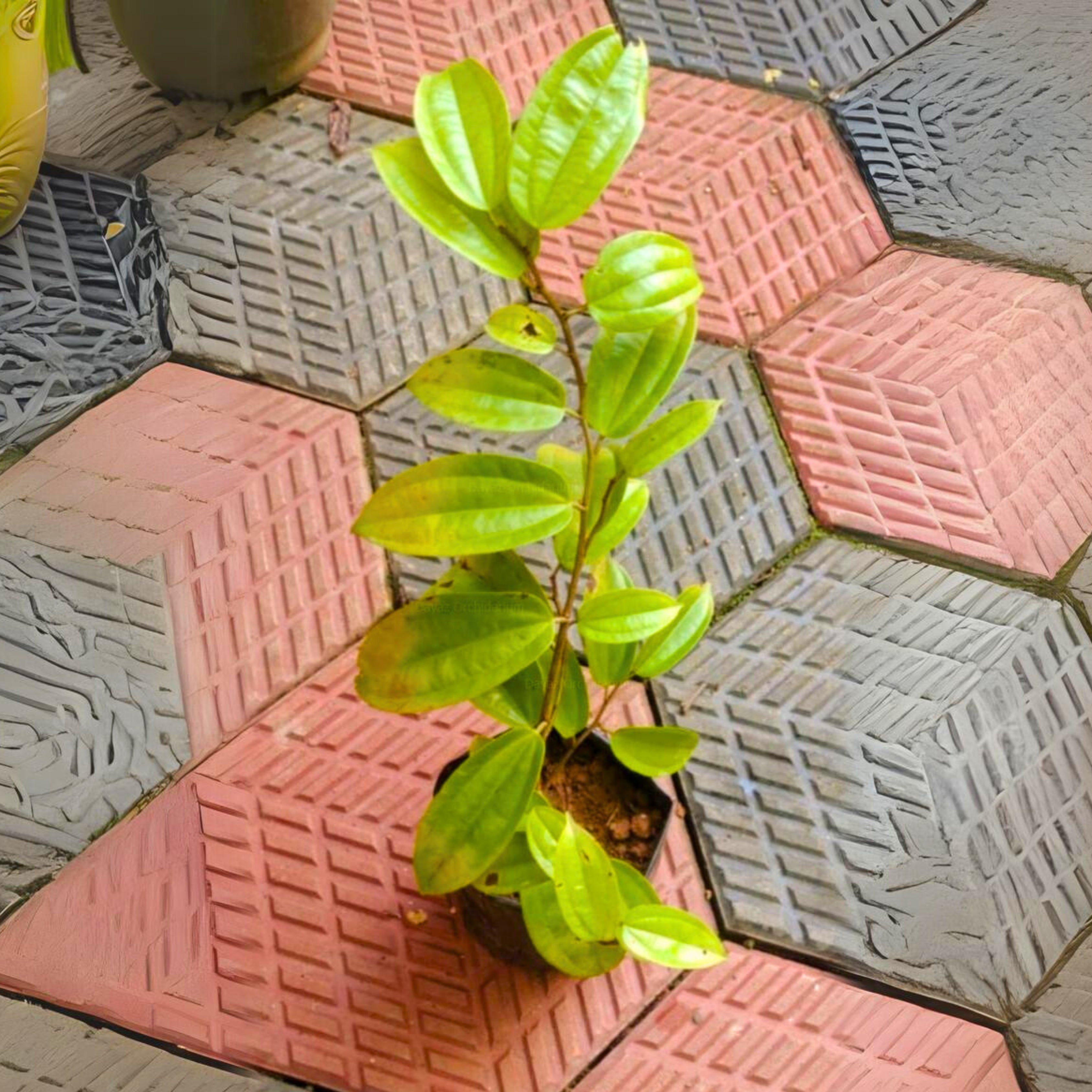 Western Red Trailing Vine (Bauhinia coccinea) Live Plant