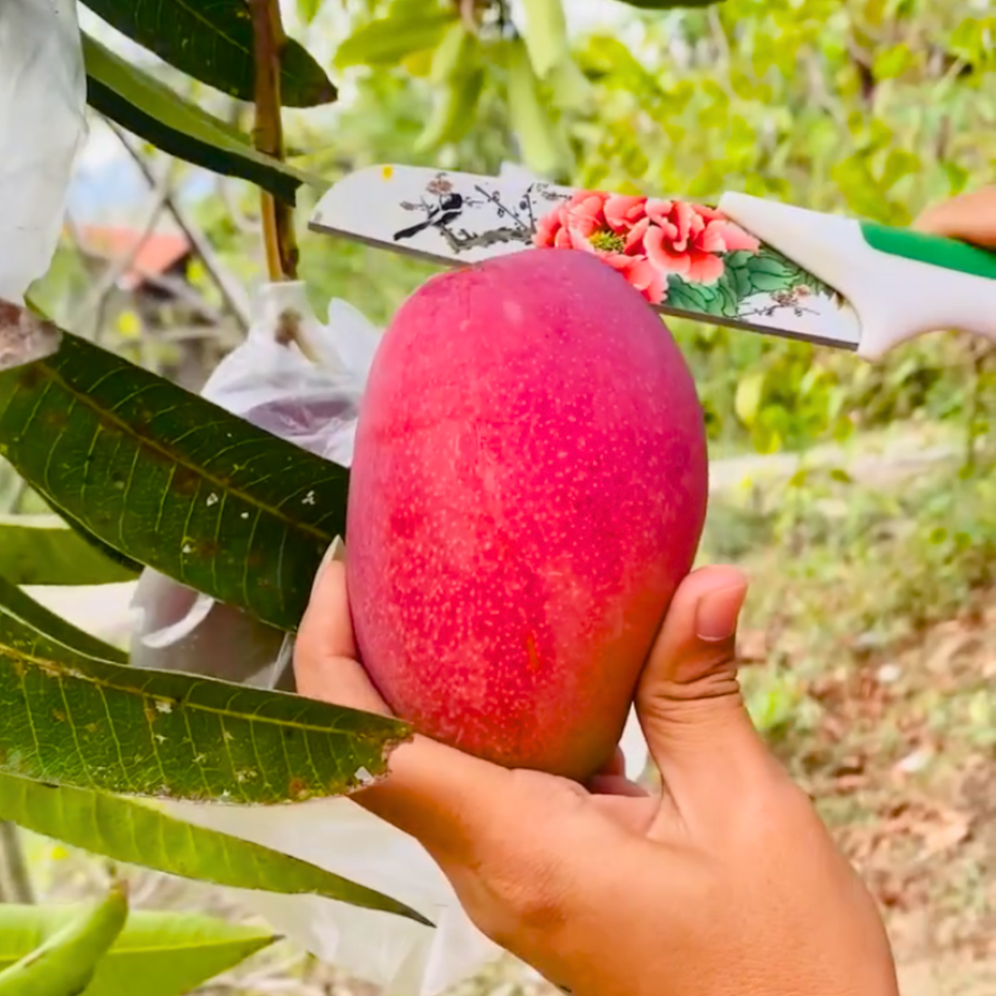 Beauty Prince Mango Grafted Live Plant