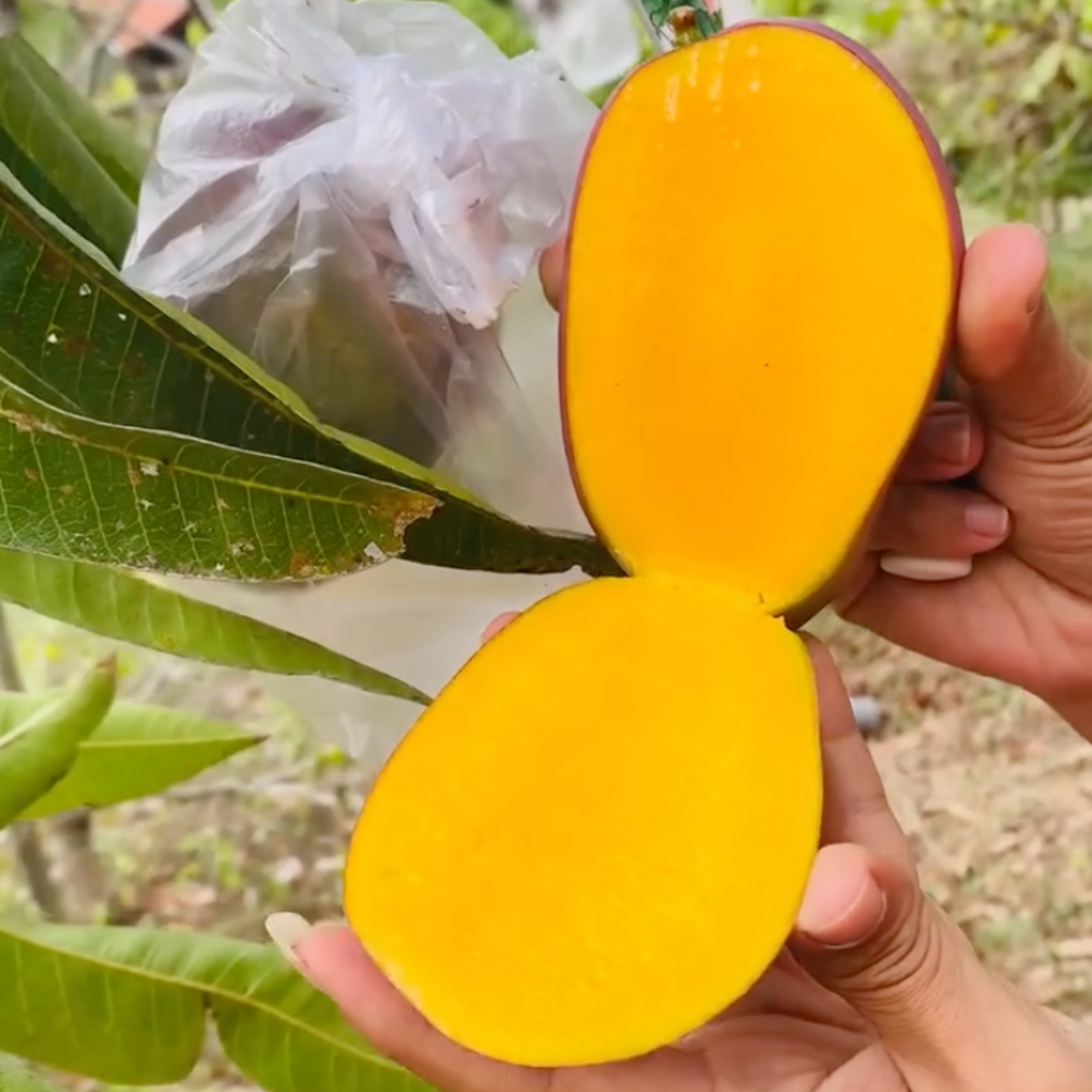 Beauty Prince Mango Grafted Live Plant