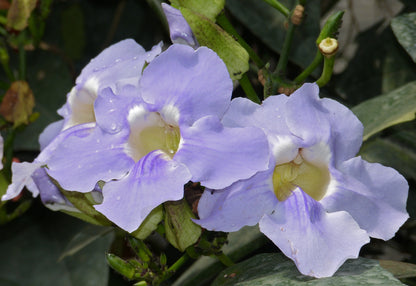 Blue Trumpet Vine (Thunbergia grandiflora) All Time Flowering Live Plant