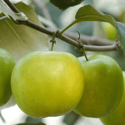 Ber Apple Green Live Plant (Ziziphus Mauritiana)