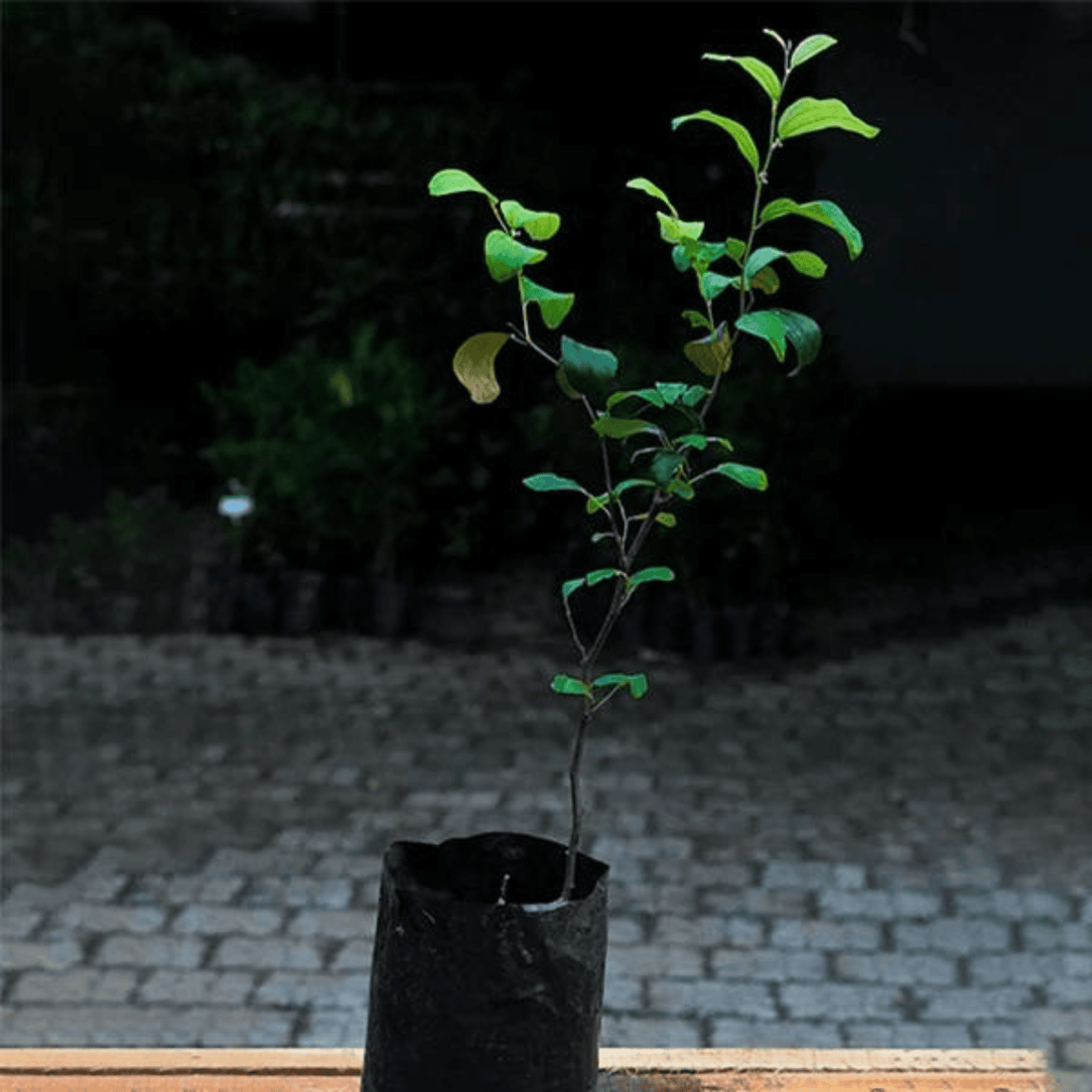 Ber Apple Green Live Plant (Ziziphus Mauritiana)