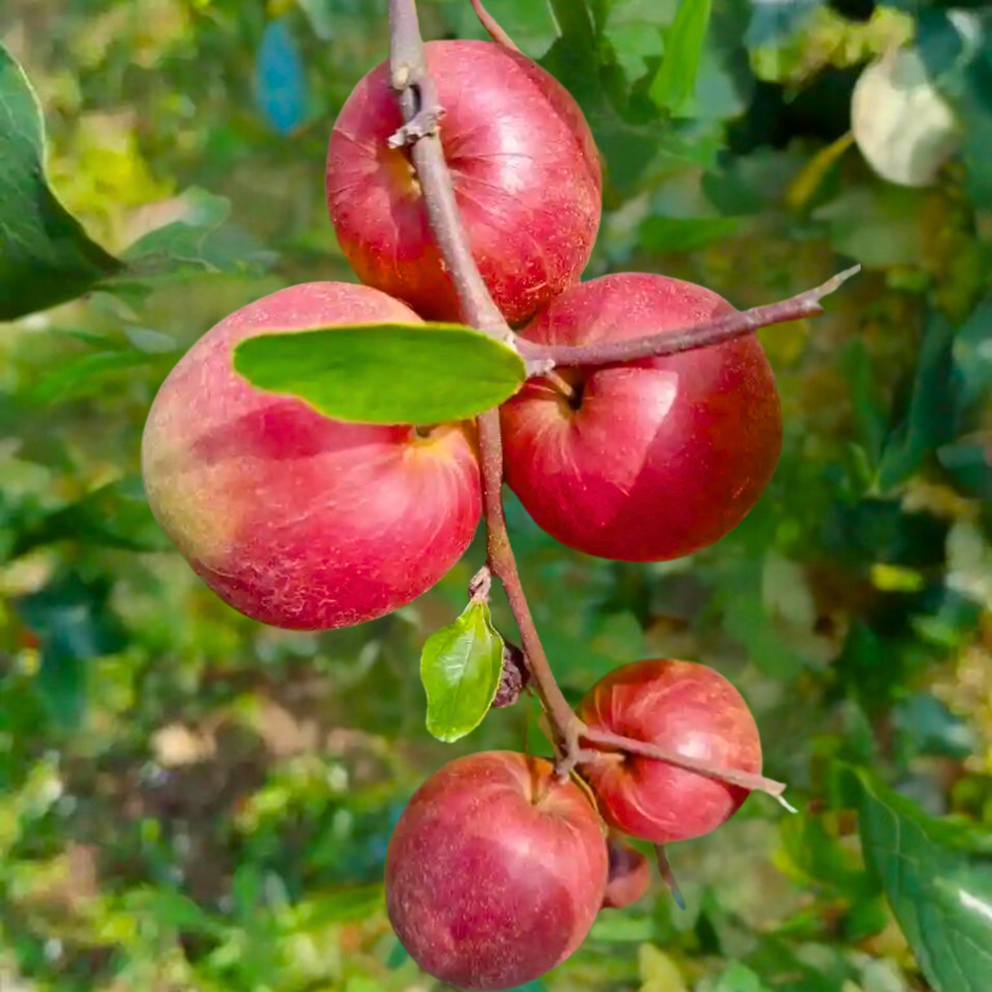 Ber Apple Red Live Plant (Ziziphus Mauritiana)