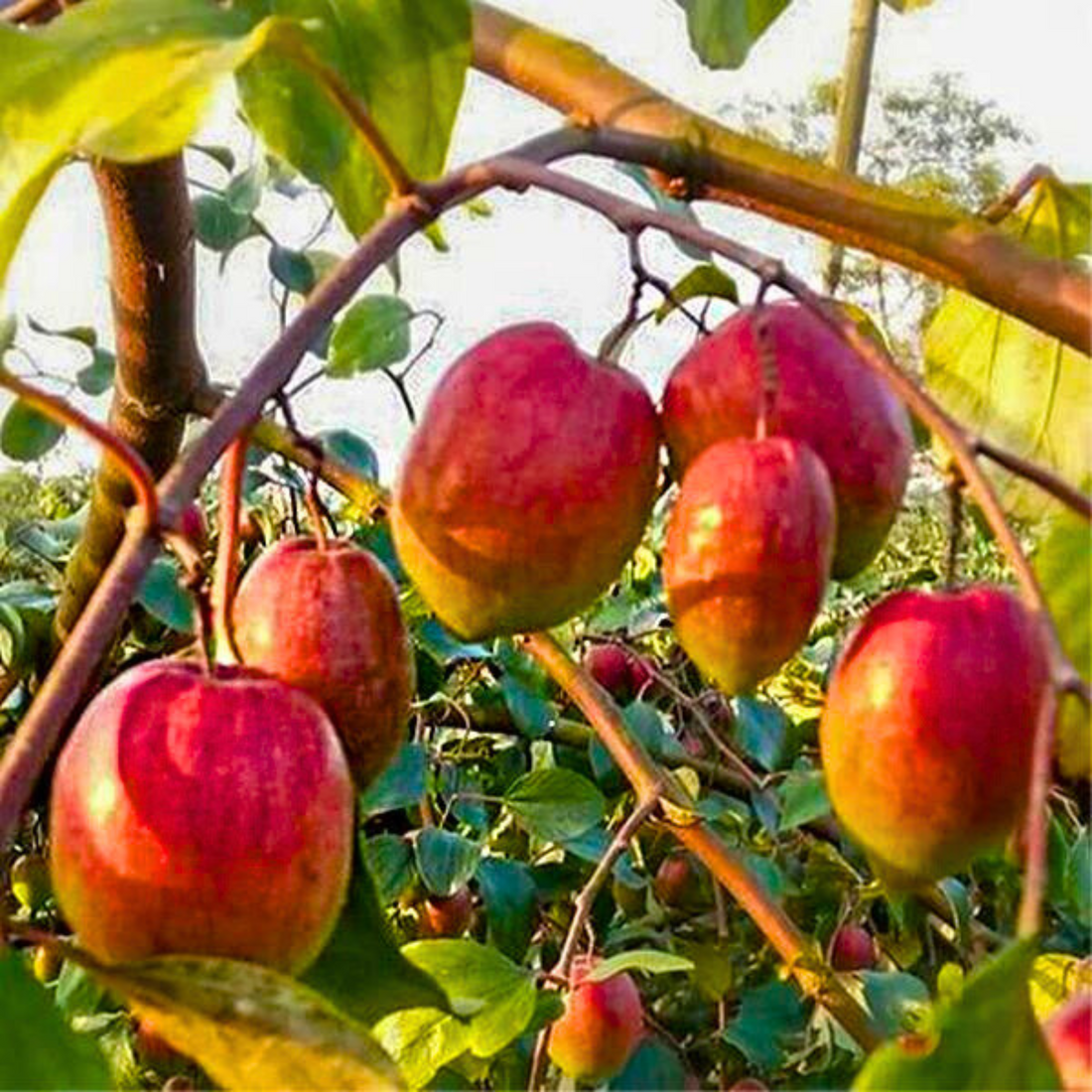 Ber Apple Red Live Plant (Ziziphus Mauritiana)