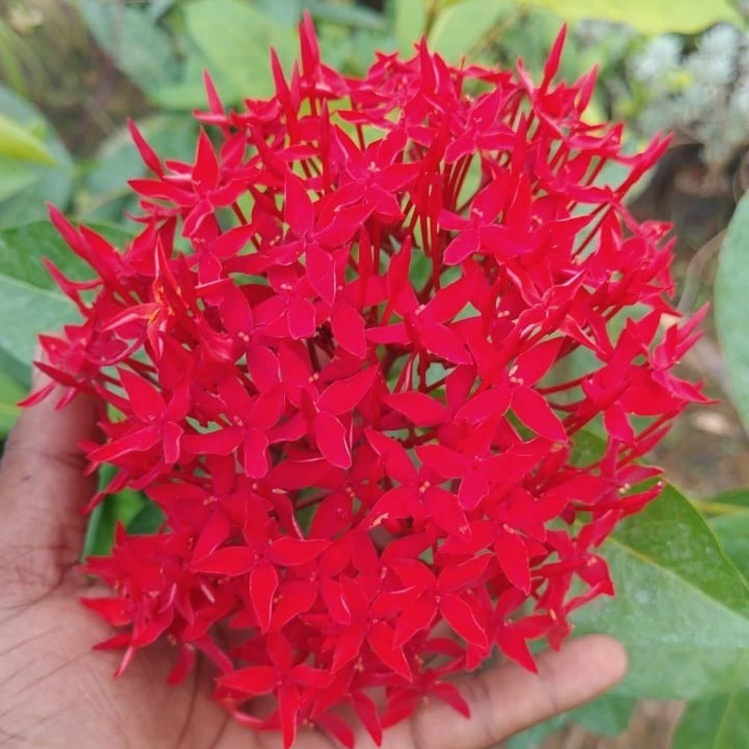 Bhadrakali Thetti (Ixora coccinea) All Time Flowering Live Plant