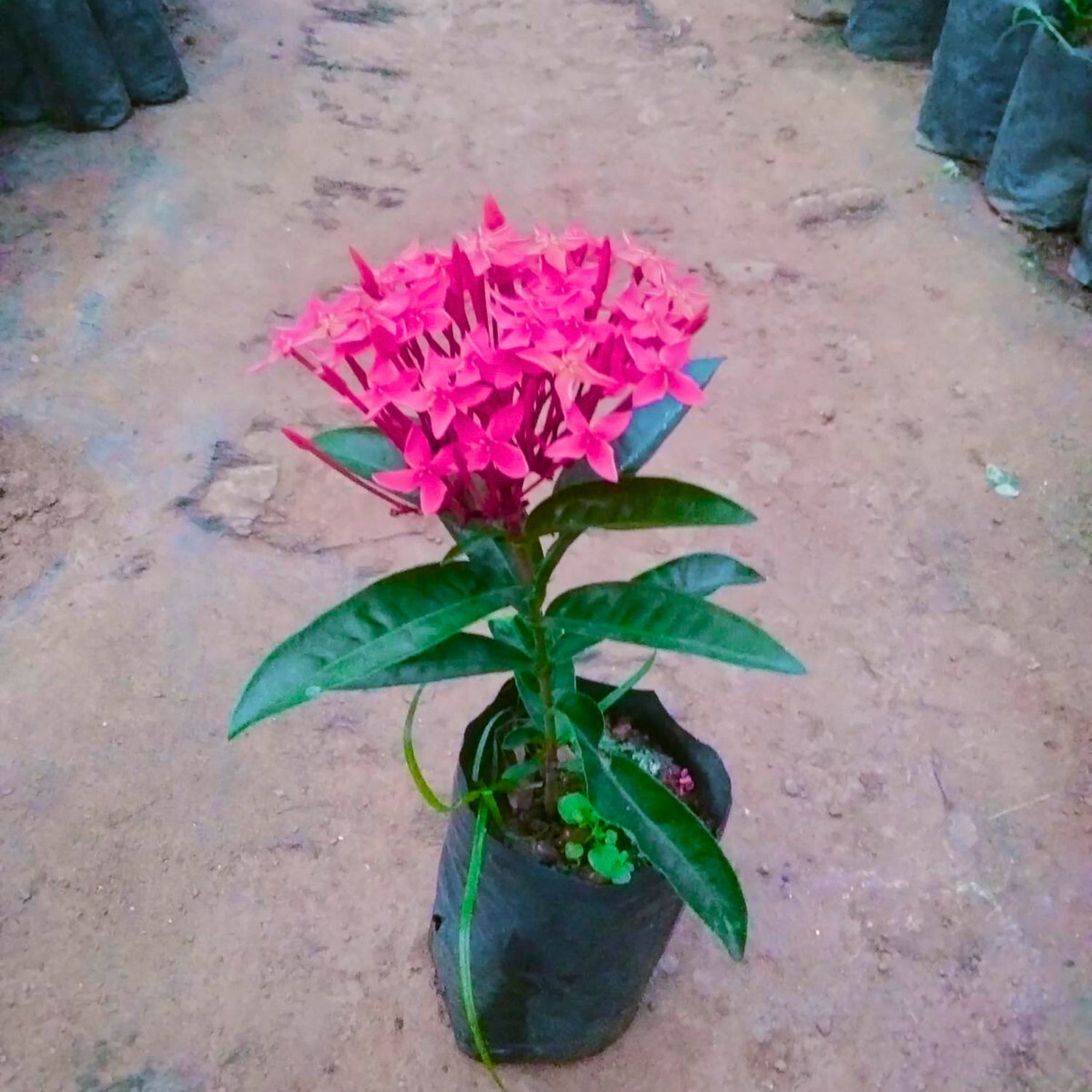 Bhadrakali Thetti (Ixora coccinea) All Time Flowering Live Plant