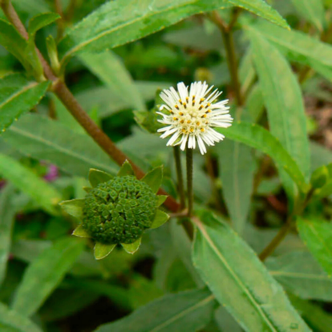 Bhringraj / False Daisy (Eclipta prostrata) Medicinal Live Plant