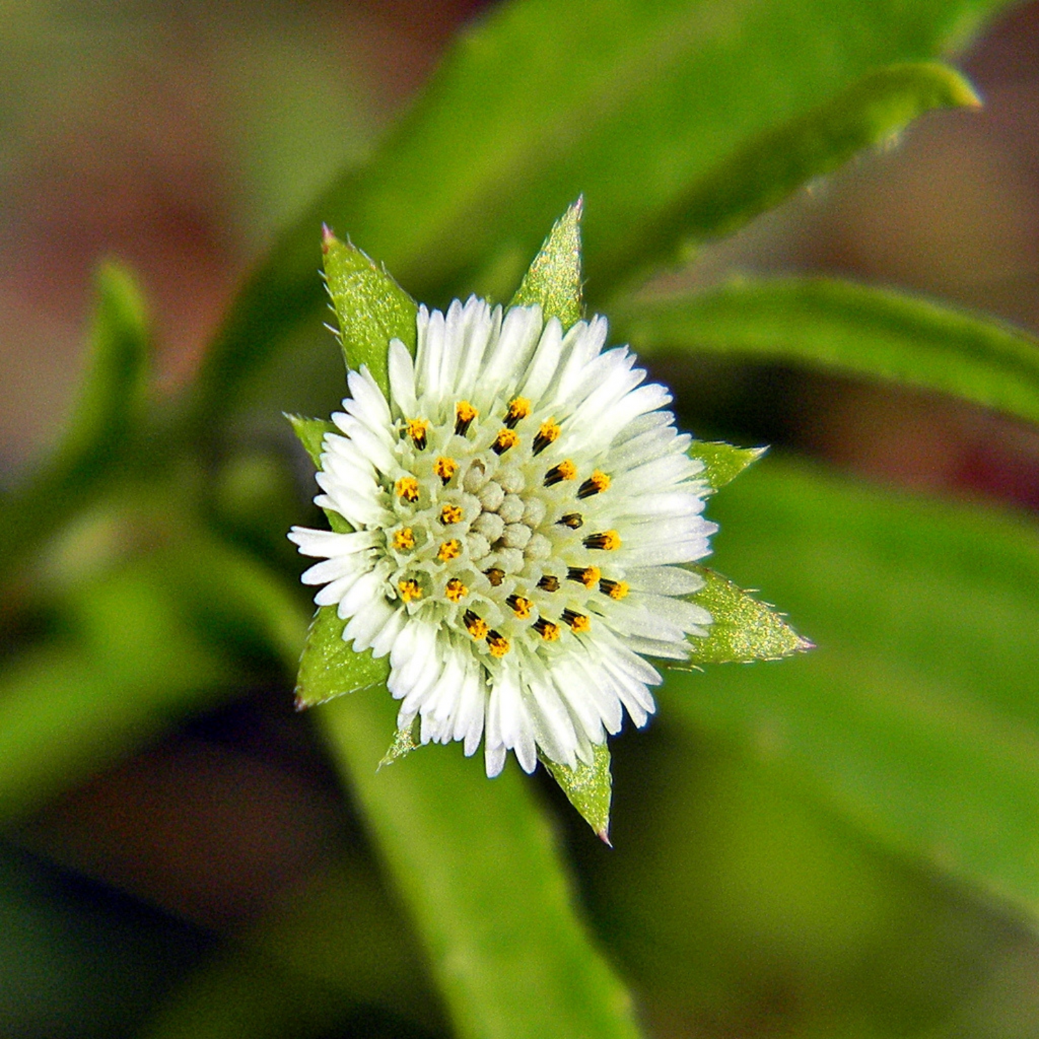 Bhringraj / False Daisy (Eclipta prostrata) Medicinal Live Plant