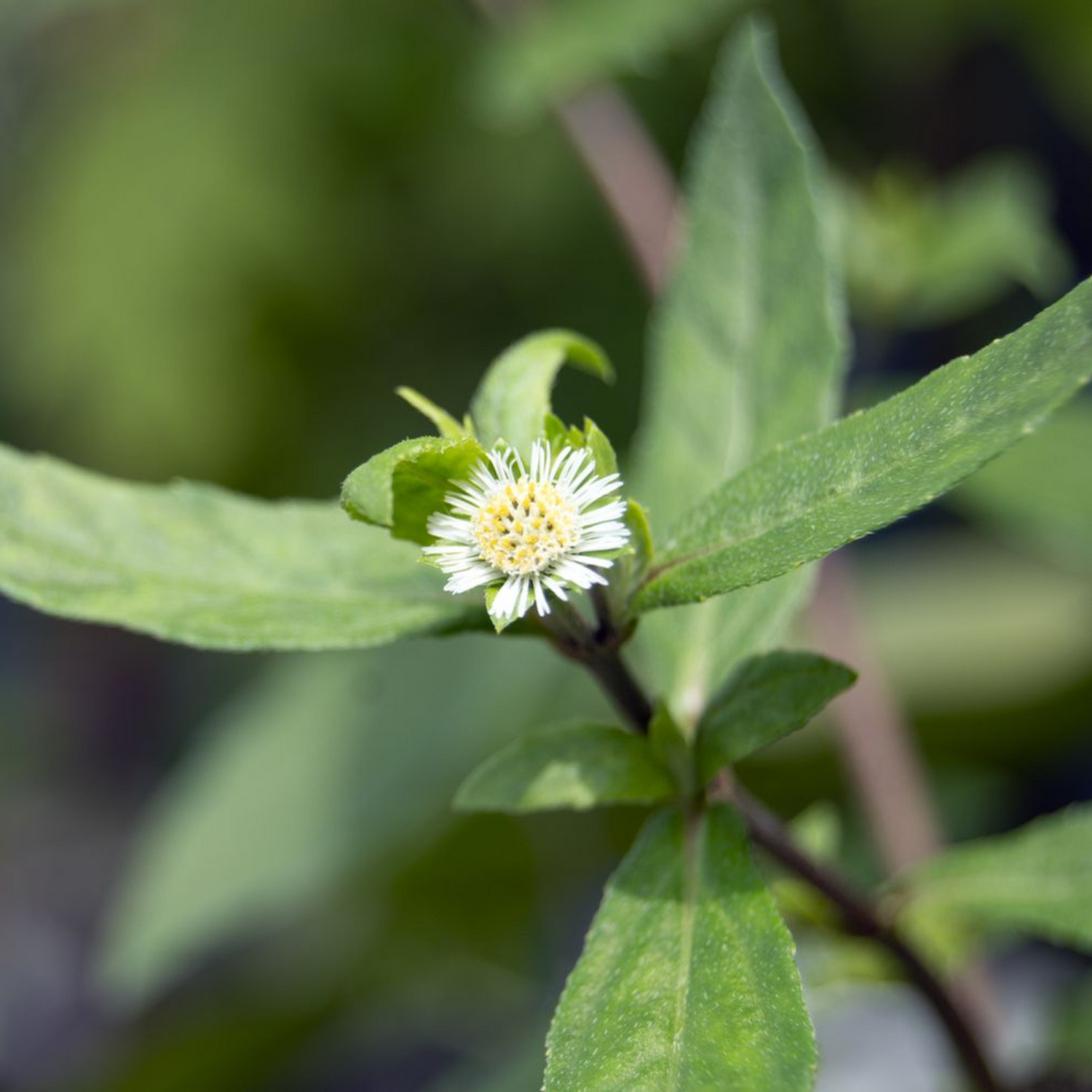 Bhringraj / False Daisy (Eclipta prostrata) Medicinal Live Plant