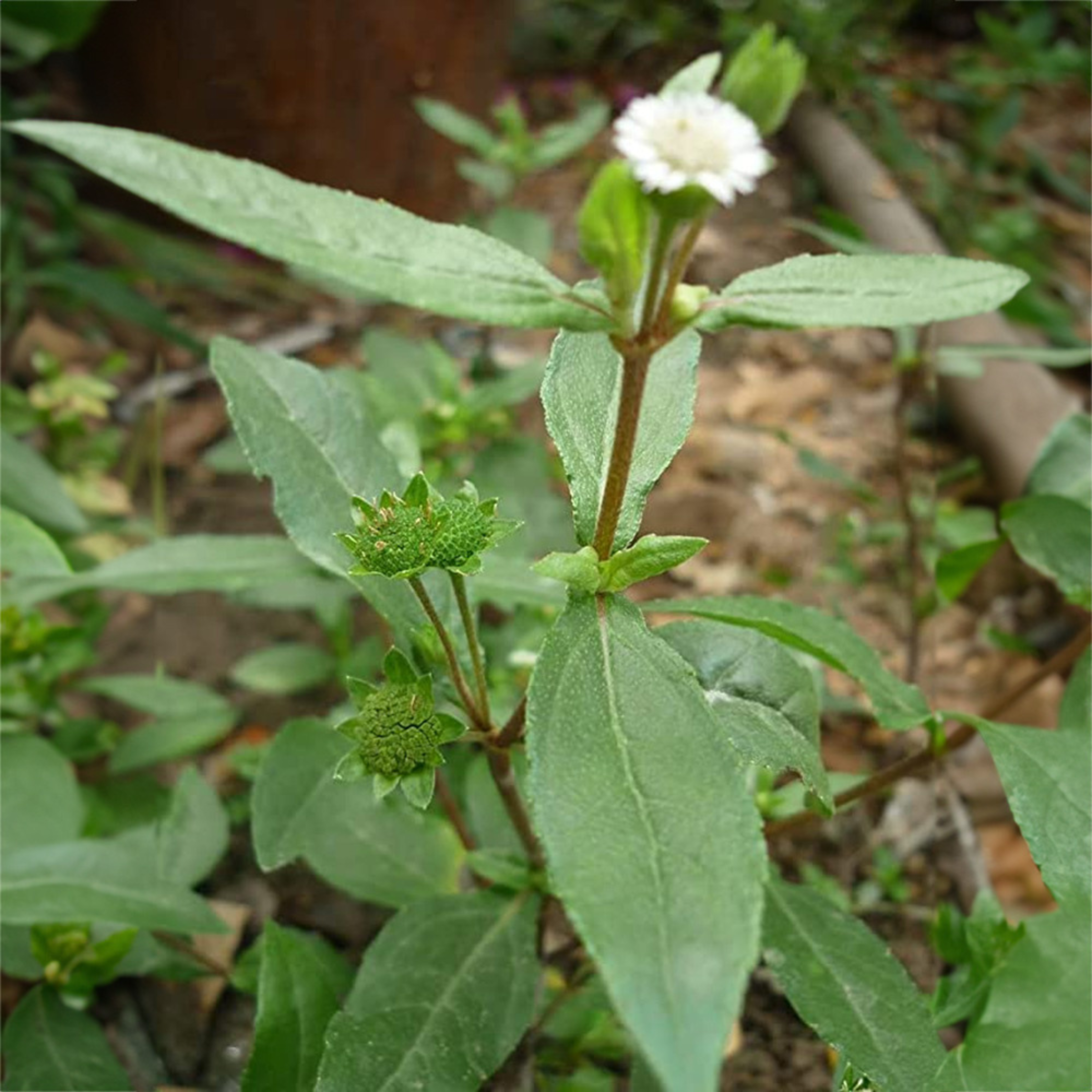 Bhringraj / False Daisy (Eclipta prostrata) Medicinal Live Plant