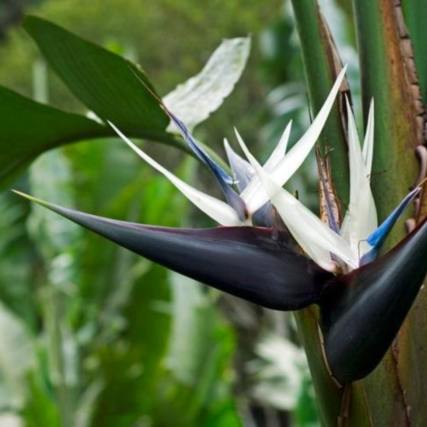 Bird of Paradise Black (Strelitzia reginae) Very Rare Flowering Live Plant