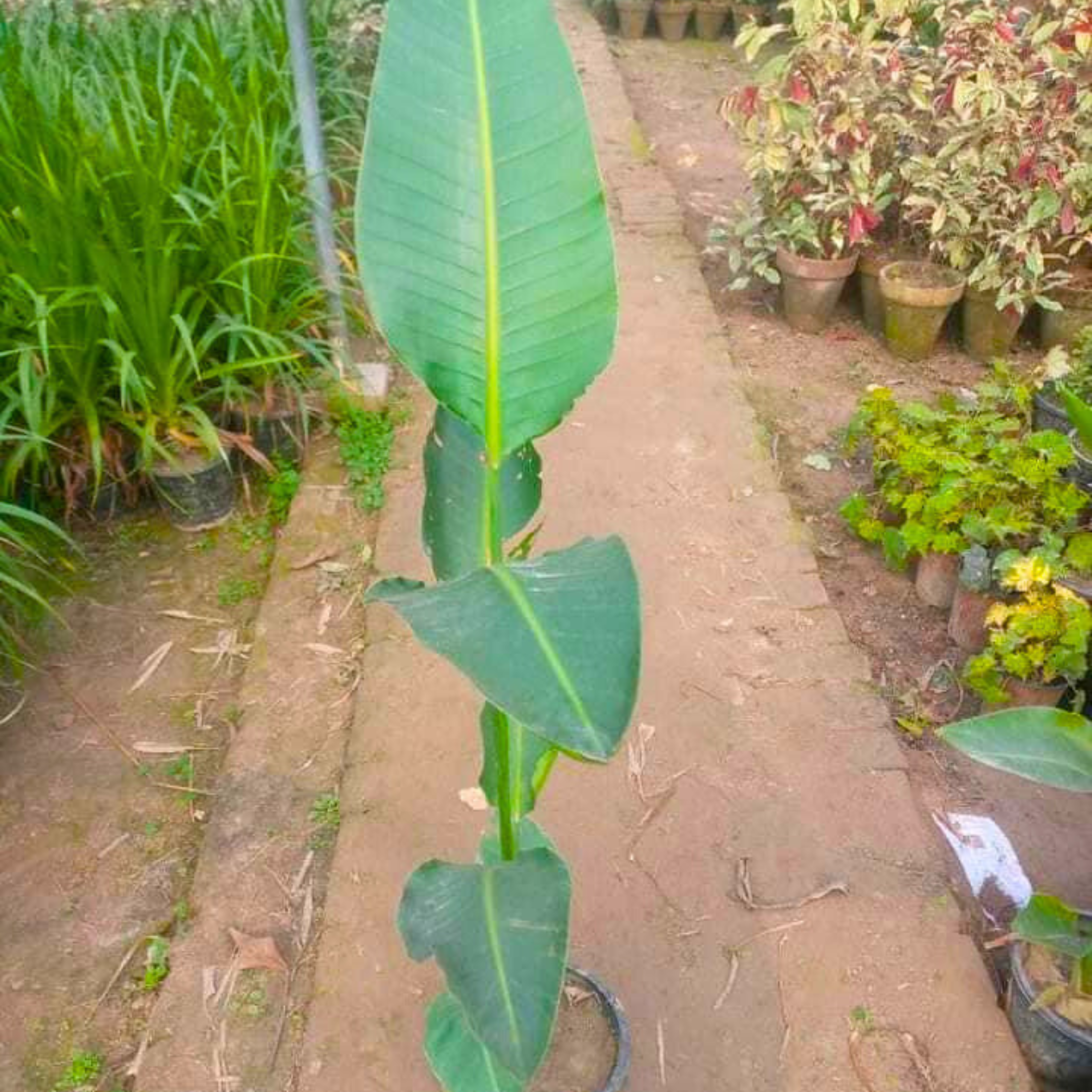 Bird of Paradise Black (Strelitzia reginae) Very Rare Flowering Live Plant